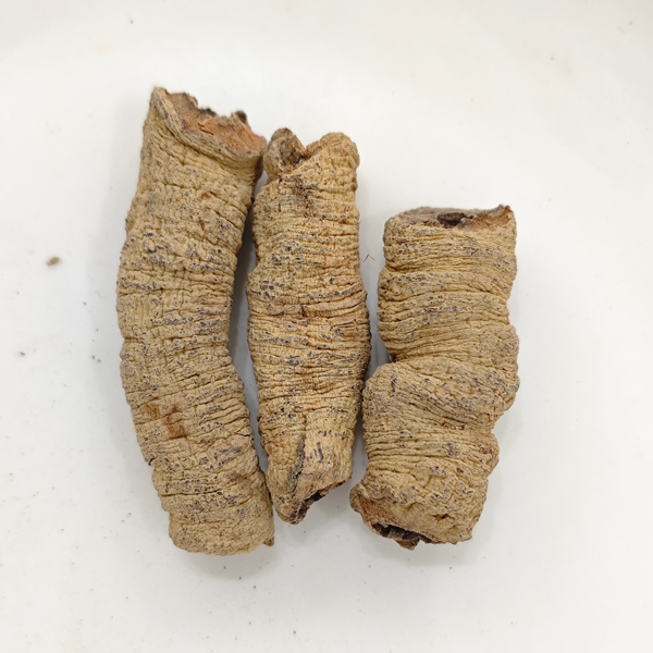 Morinda-Wurzel (Morinda officinalis)