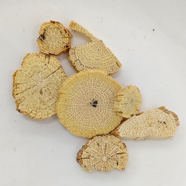 Chinesischer Clematis-Stamm