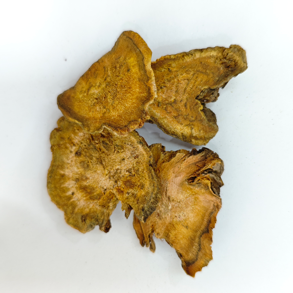 Chinesischer Rhabarber