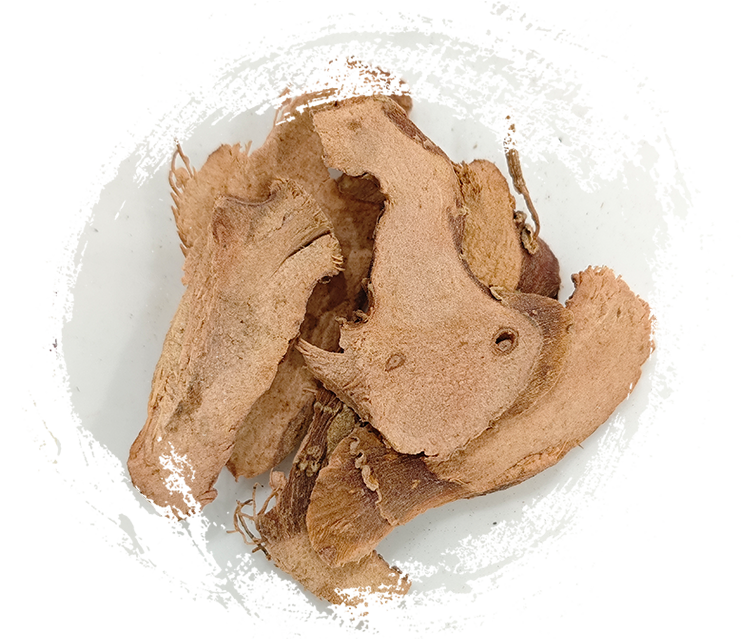 Kleiner Galgant (Kaempferia galanga)