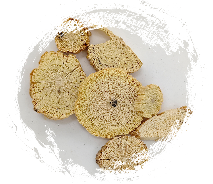 Chinesischer Clematis-Stamm