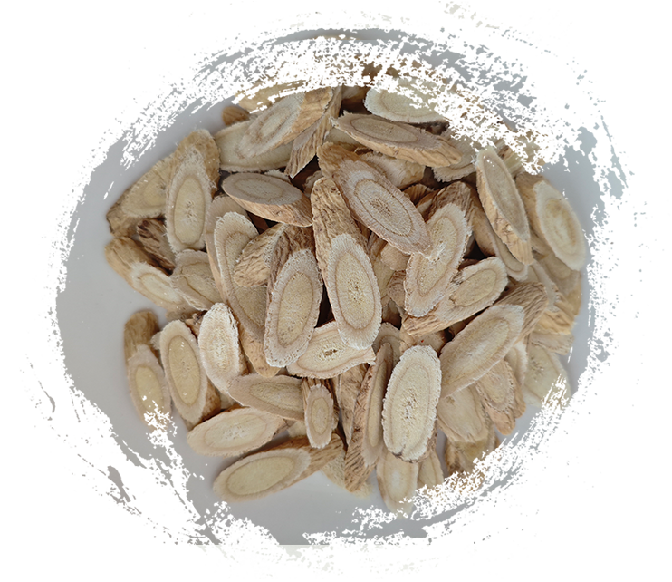Astragalus membranaceust (verwendet in TCM)