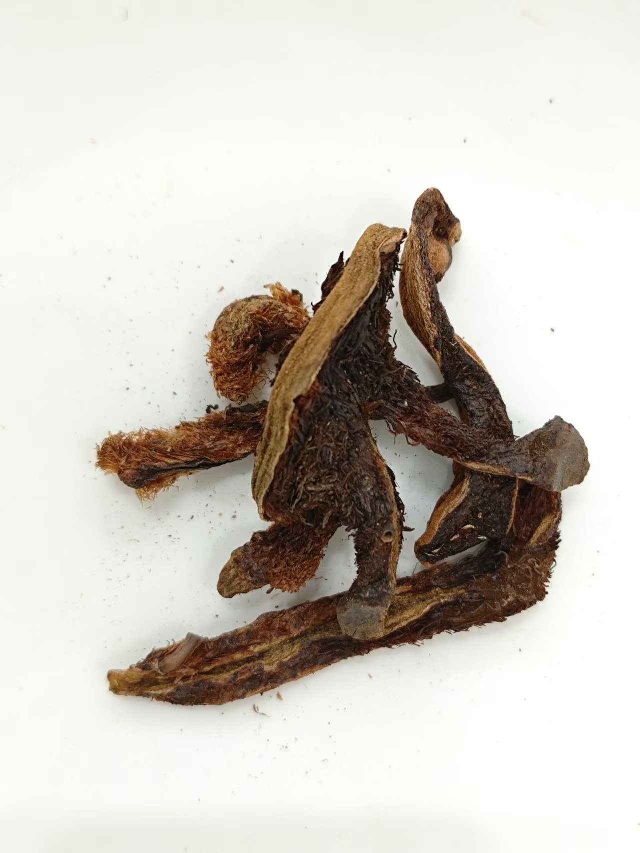 Reparatur von Knochenfragment