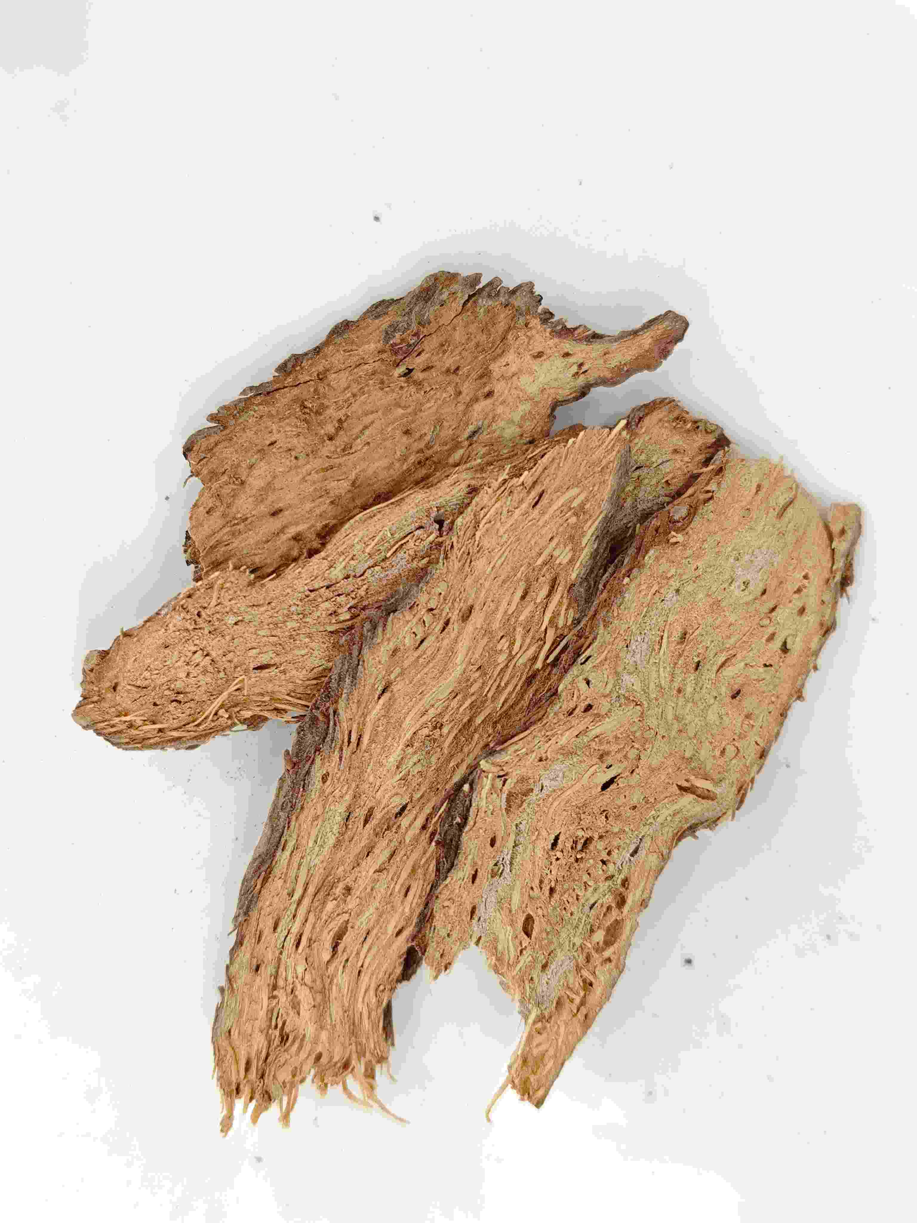 Homalomena, Qian Nian Jian