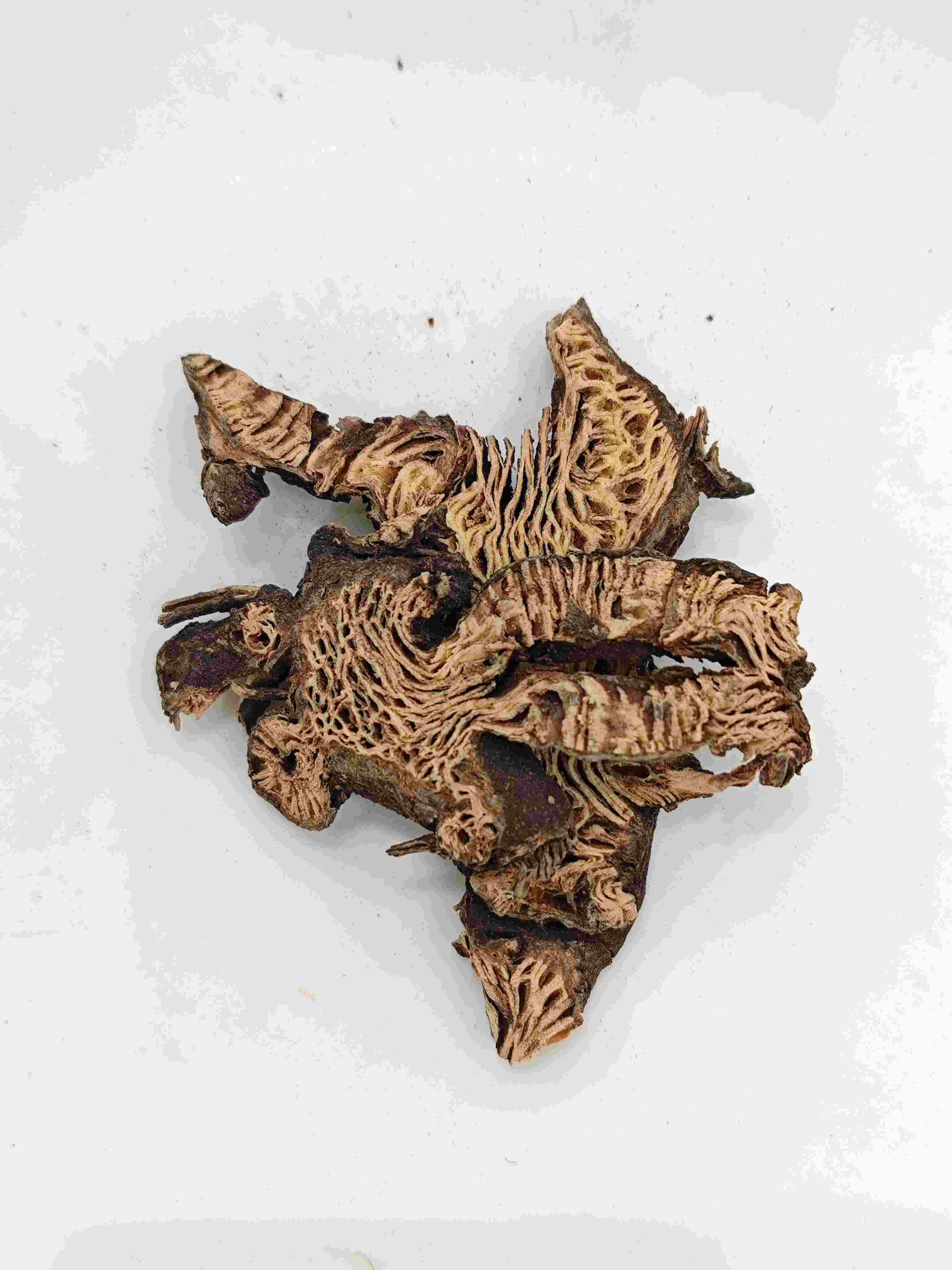 Cimicifuga Rhizom (Shengma)