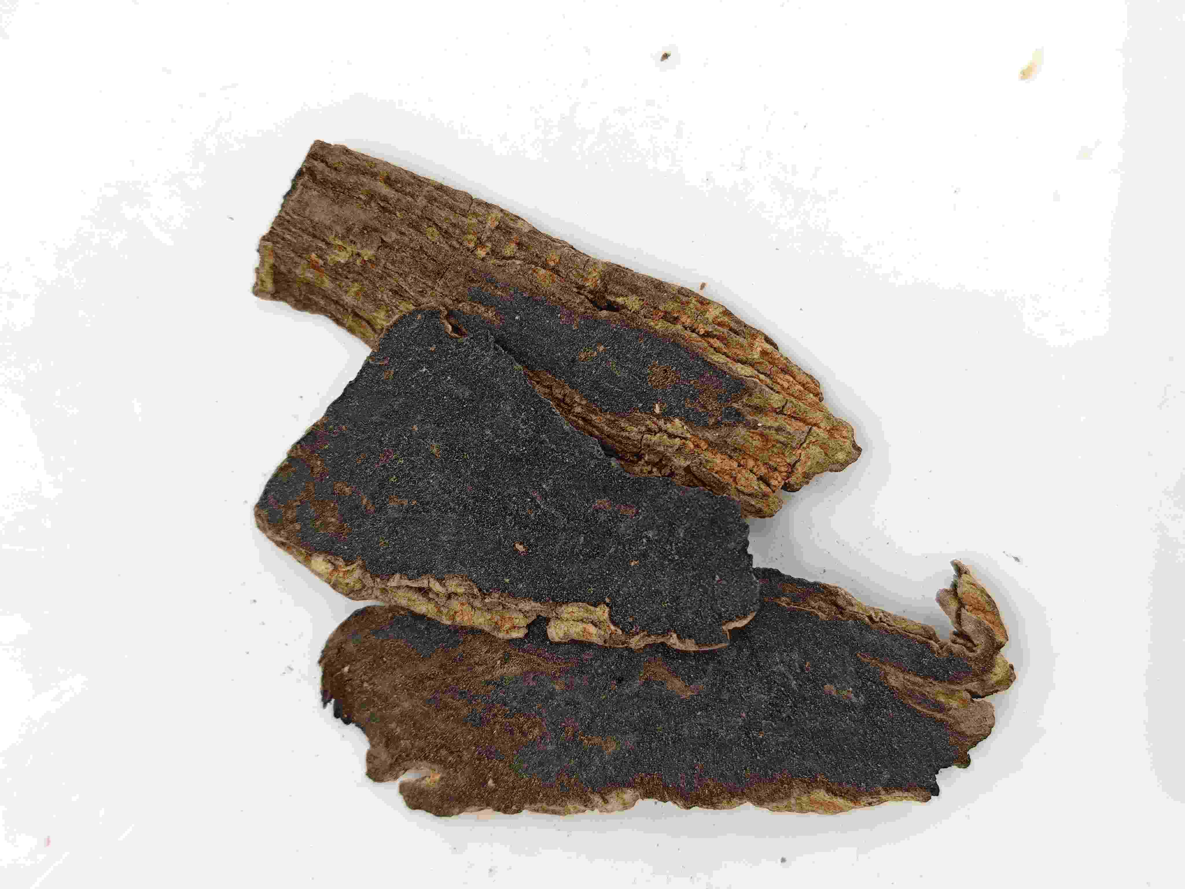 Scrophularia Wurzel (Xuanshen)