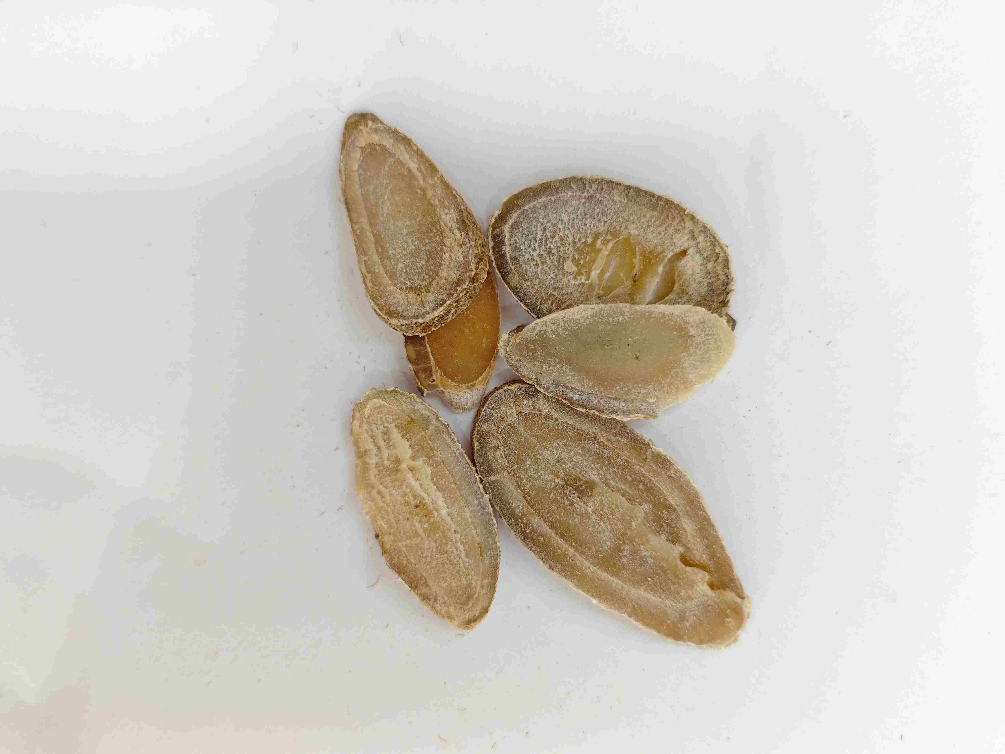 Kurkuma -Rhizom (Yujin)
