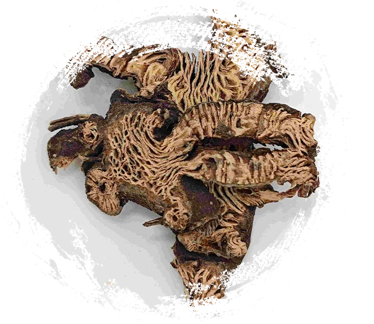 Cimicifuga Rhizom (Shengma)