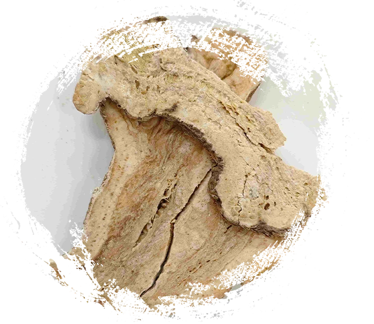 Atractylodes Rhizom (Sheng Baizhu)