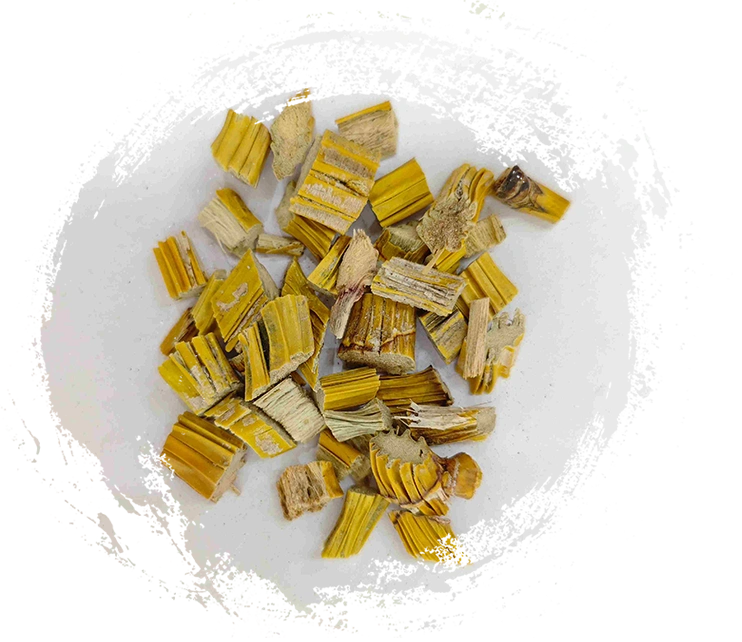 Dendrobiumstamm (Shihu)