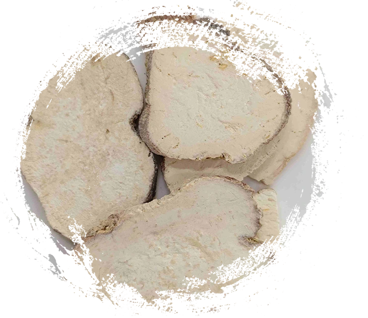 Trichosanthes Wurzel (Tianhuafen)