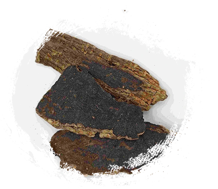 Scrophularia Wurzel (Xuanshen)