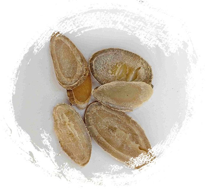 Kurkuma -Rhizom (Yujin)