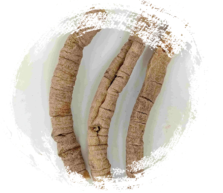 Polygala Wurzel (Yuanzhi)