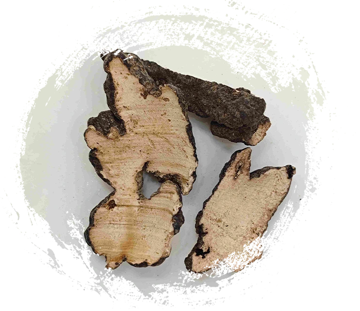 Schweinepolyporus (Zhuling)