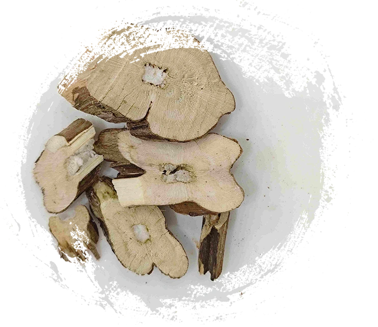 Perilla -Stamm (Zisugeng)