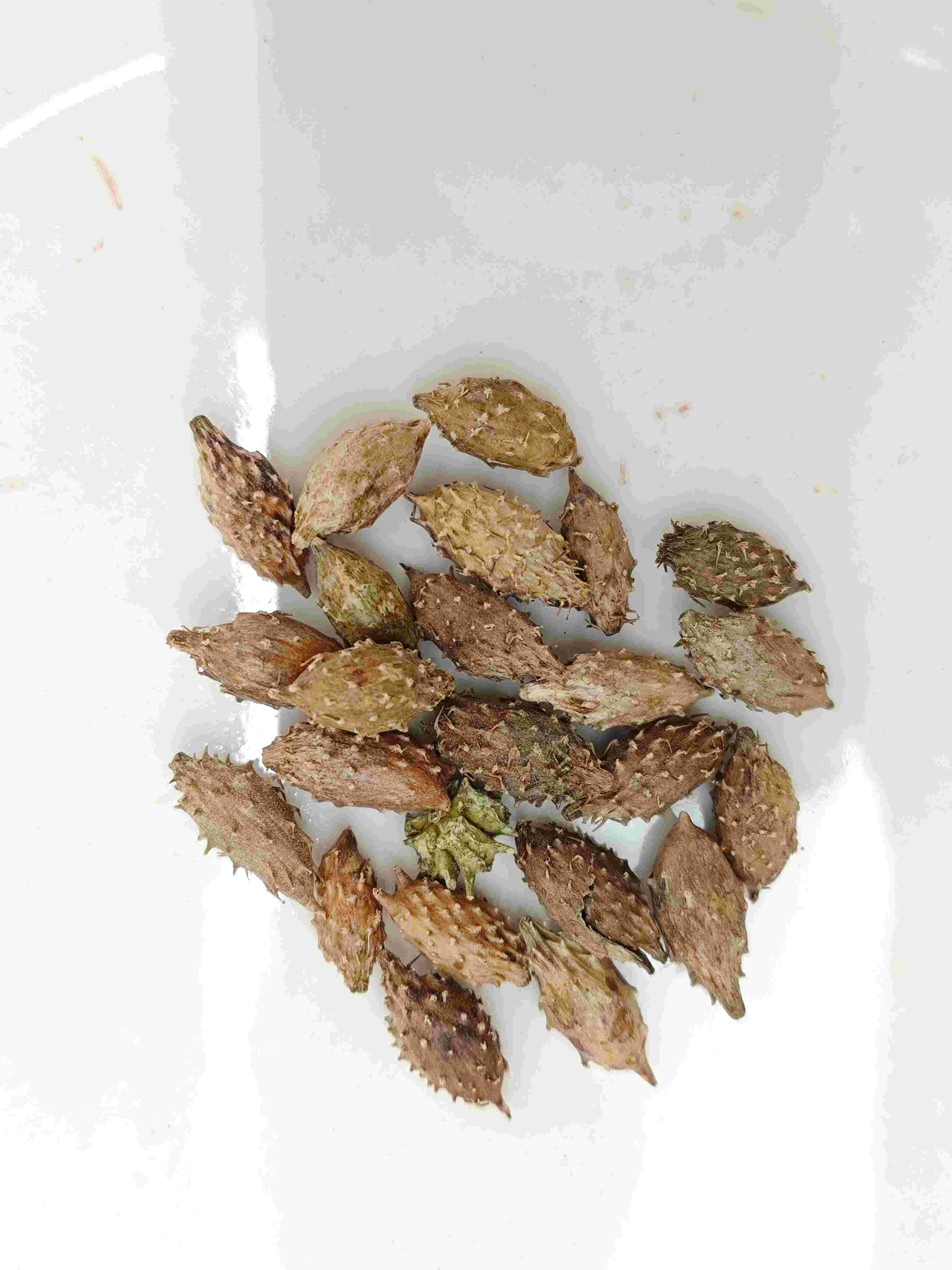 Xanthium Frucht (cāng ěr zǐ)