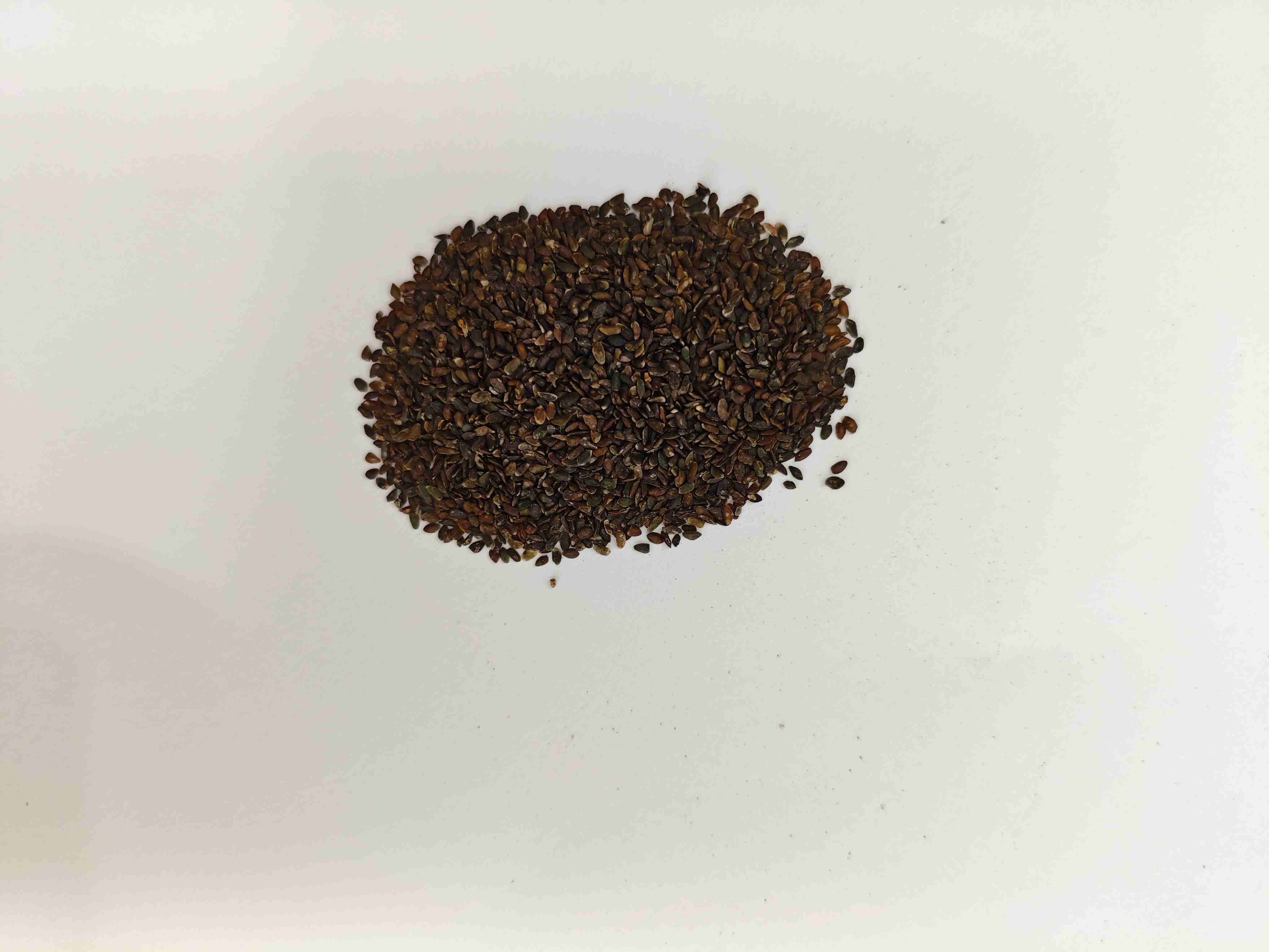 Kochbananensamen (Cheqianzi)