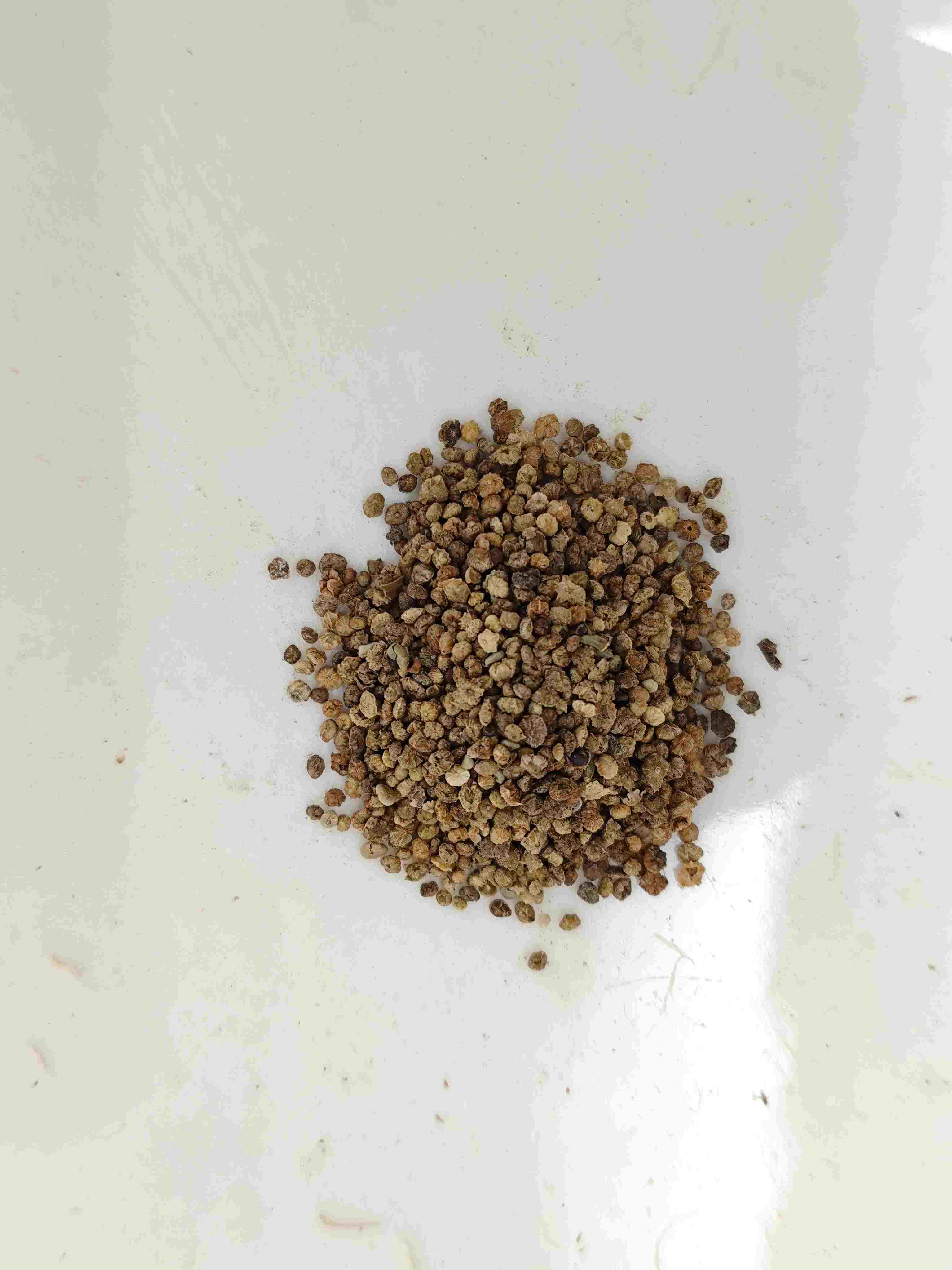 Kochia -Fr&uuml;chte (Diffu Zi)