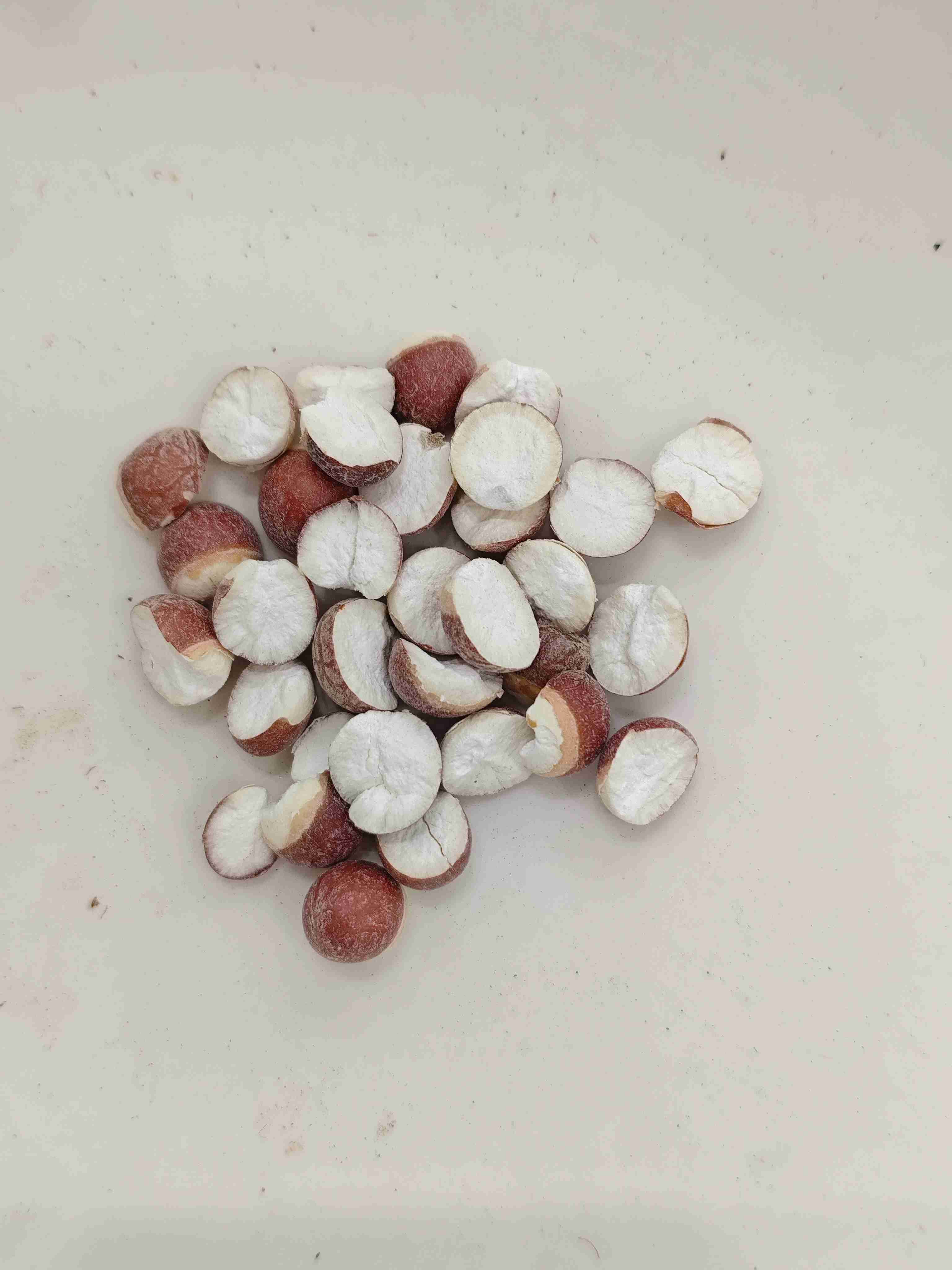 Euryale Samen (Qiànshí)