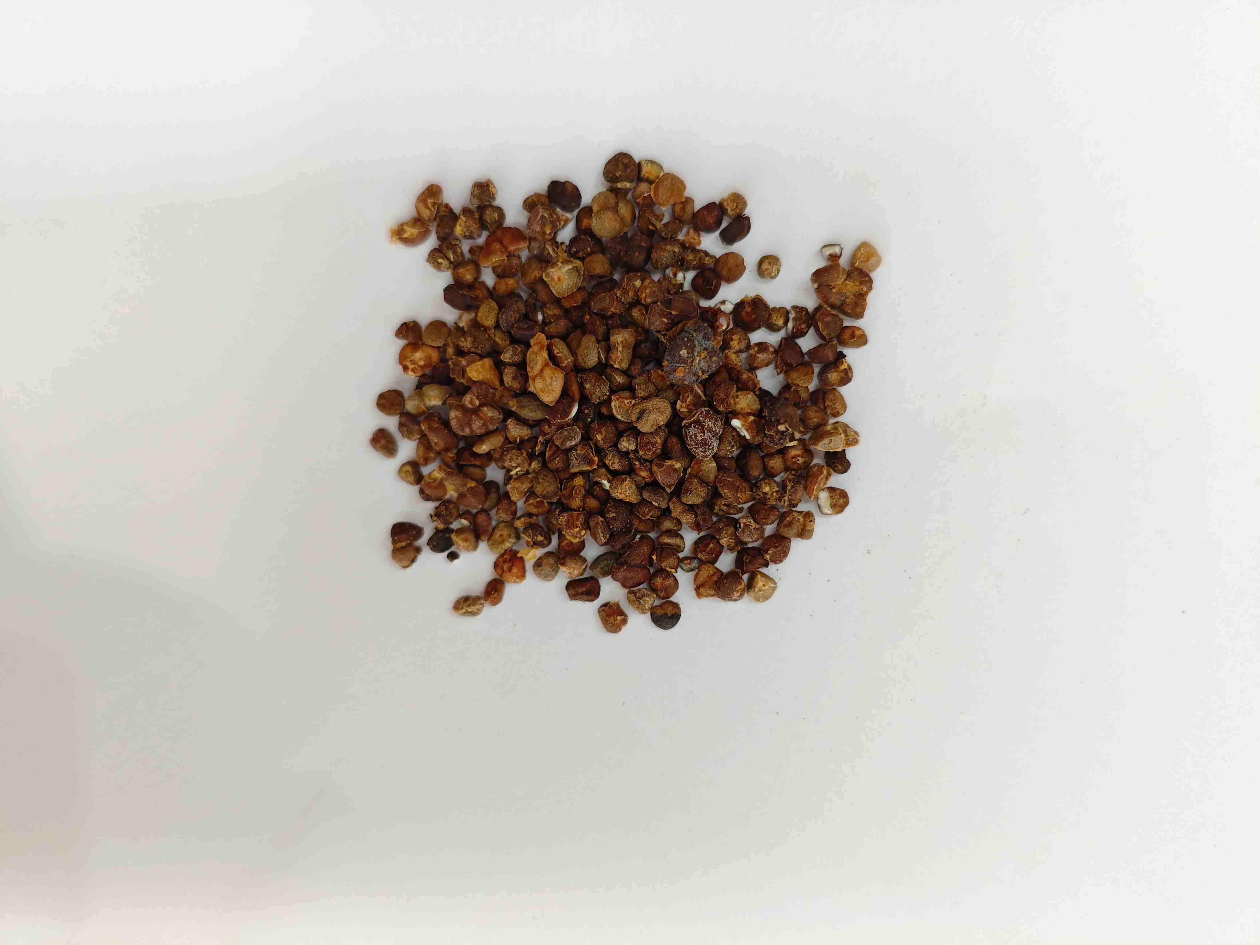 Chinesischer Ingwer Lily (Y&igrave;zh&igrave;)