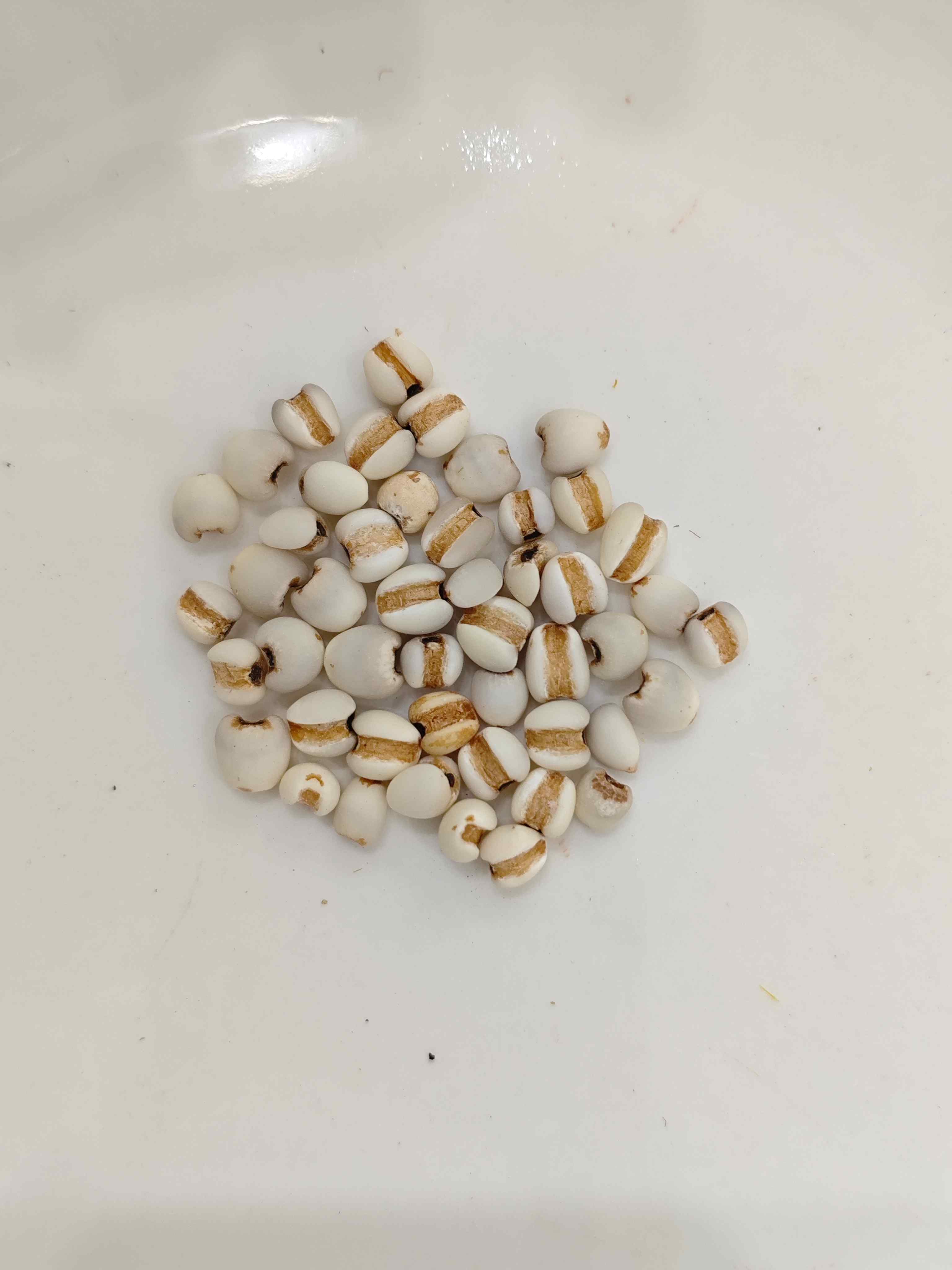 Coix -Samen (y&igrave;yǐr&eacute;n)