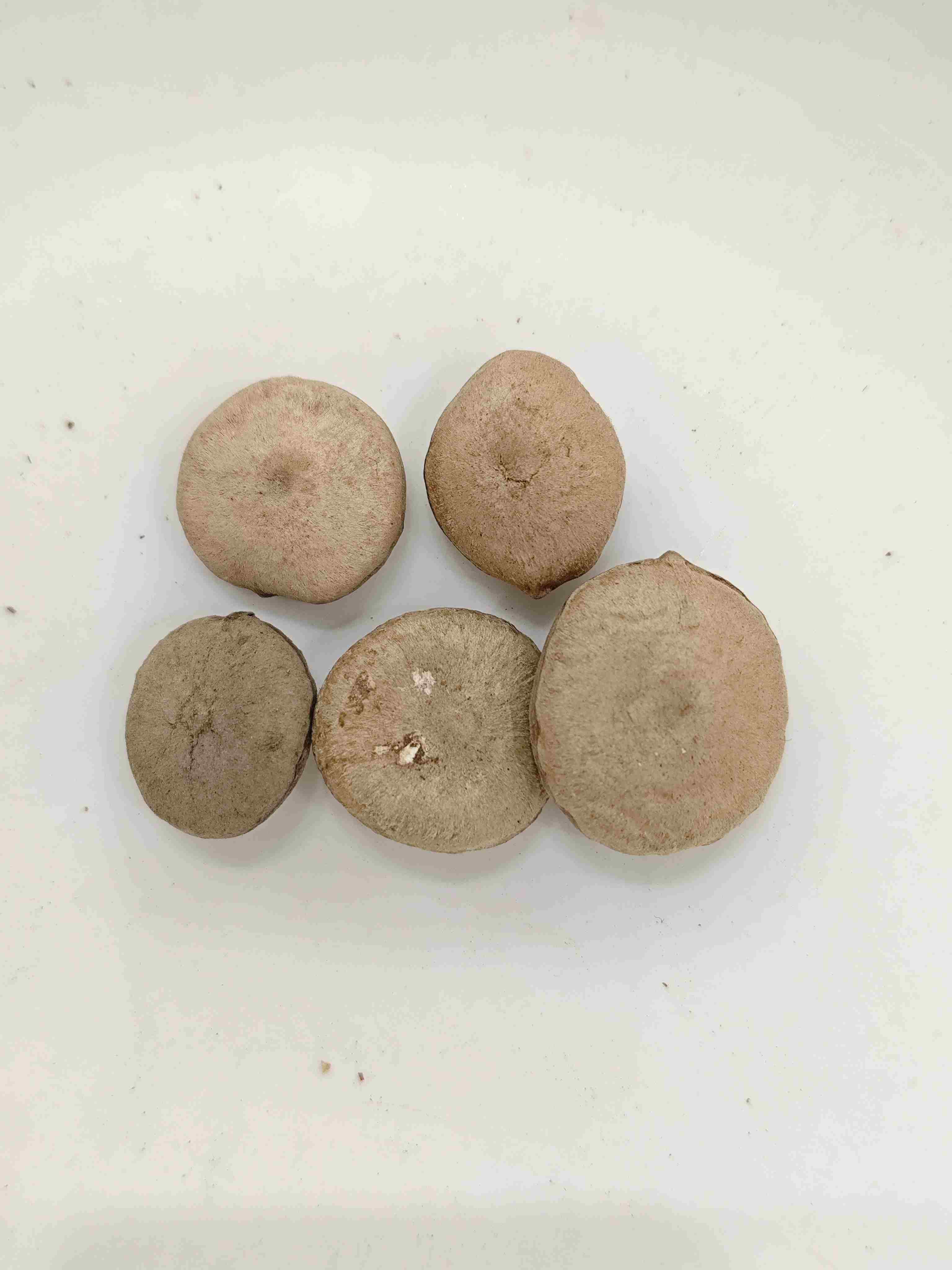 Verarbeiteter Strychnos -Samen (Zhì mǎqiánzǐ)