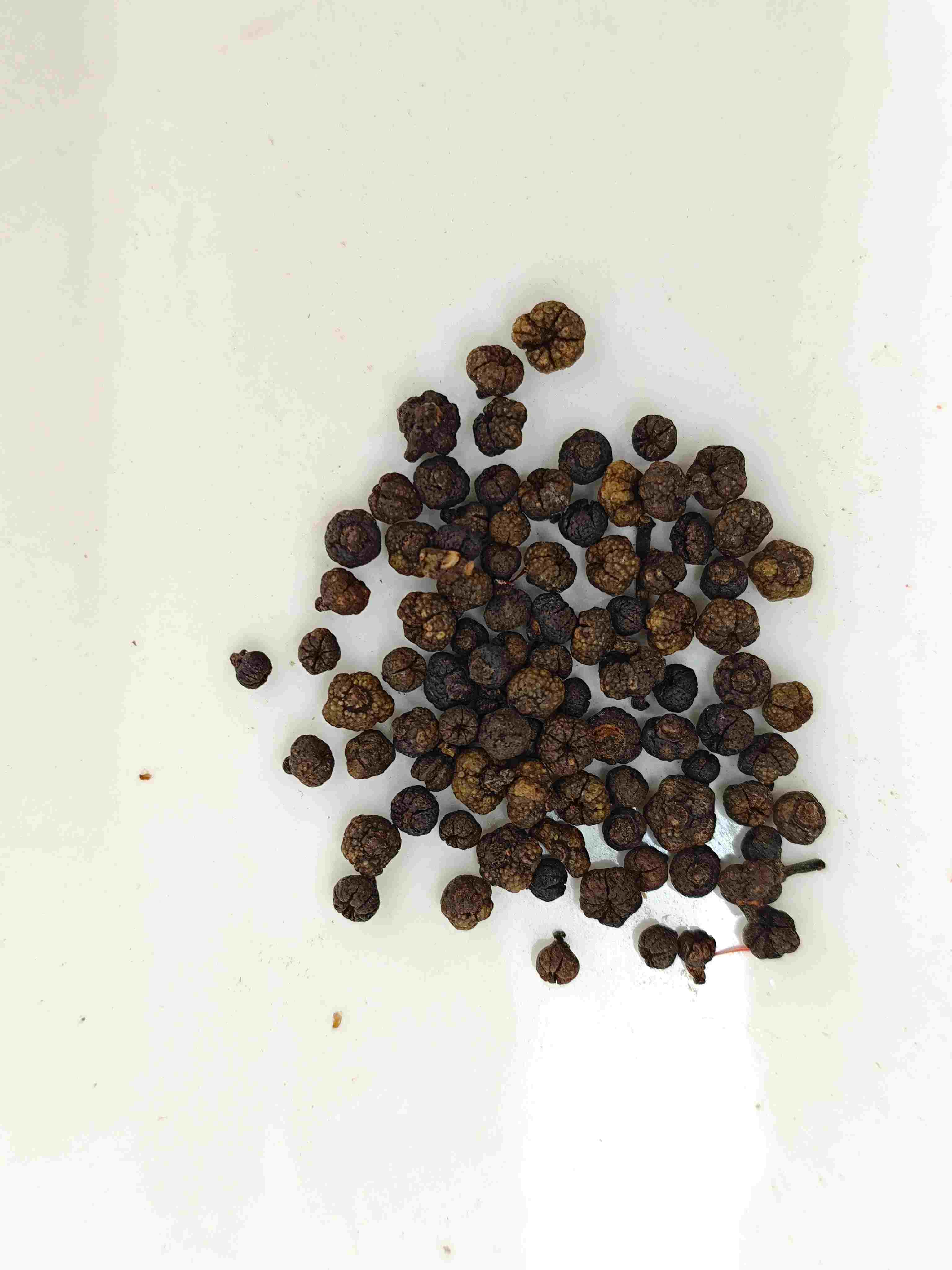 Verarbeitete Evodia -Frucht (Zhì Wúzhūyú)