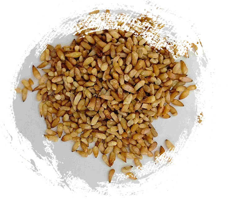 Chinesischer Arborvitae -Samen (bǎi zǐ rén)