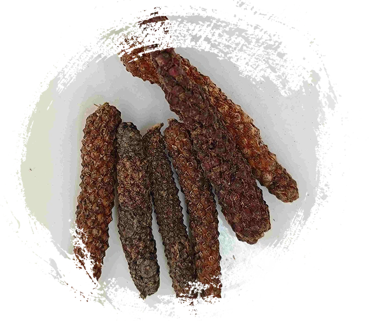 Piper longum Frucht (Bì Bá)
