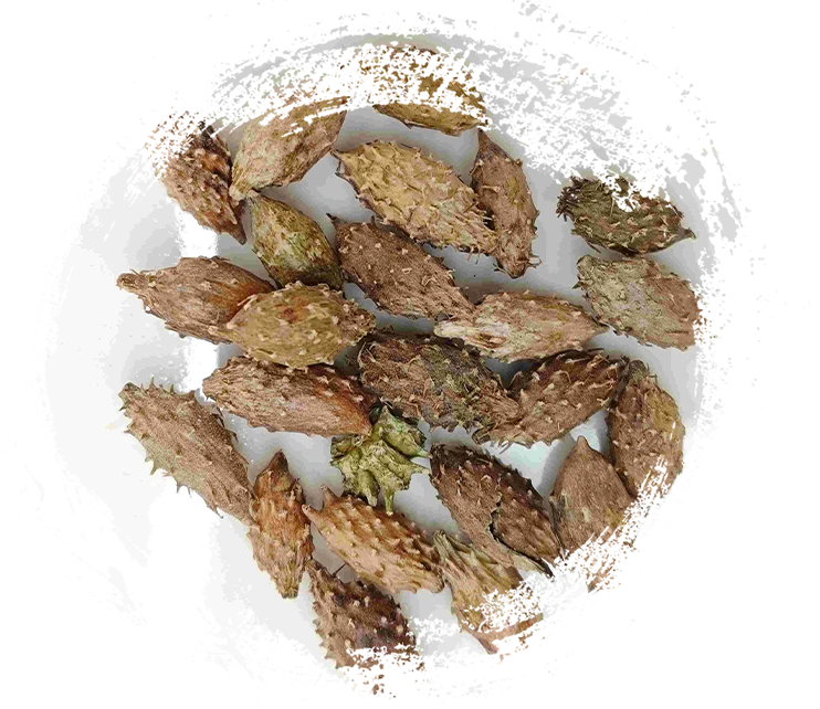 Xanthium Frucht (cāng ěr zǐ)