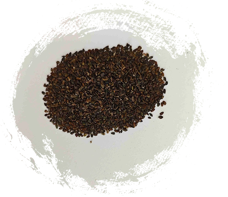 Kochbananensamen (Cheqianzi)