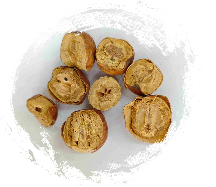 Toosendan Frucht (Chuān Lián Zǐ)