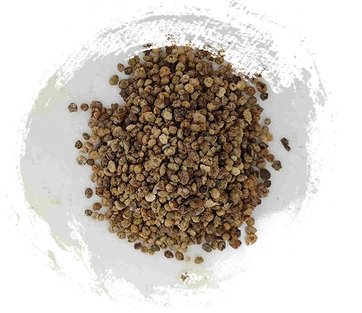 Kochia -Früchte (Diffu Zi)