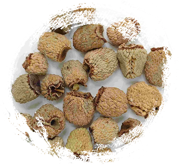 Himbeerfrucht (fù Pén zǐ)