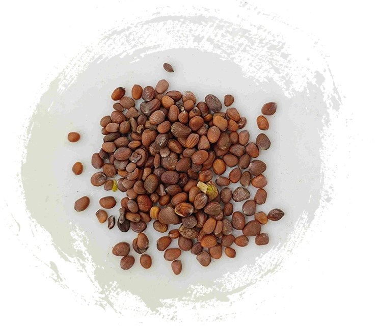 Radieschensamen (Làifúzǐ)