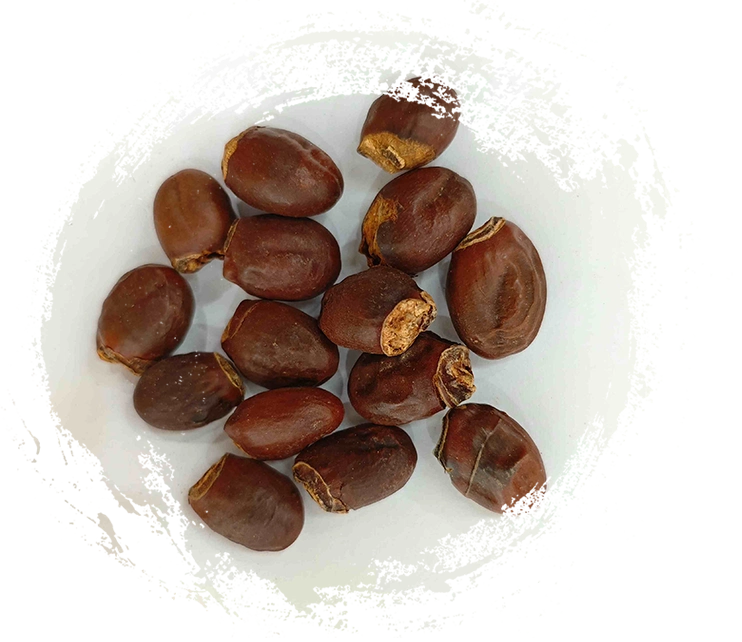 Litschisamen (Lìzhī Hé)