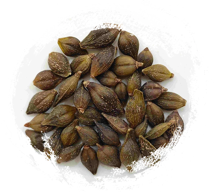 Forsythia Frucht (Liánqiào)