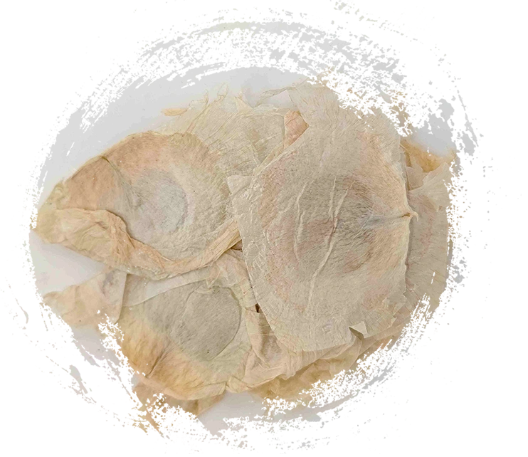 Schmetterlingsbaumrinde (Mù Húdié)