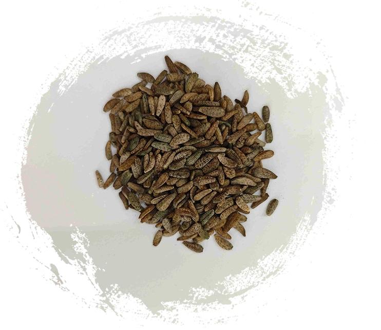 Arctium Lappa -Samen (niúbàngzǐ)