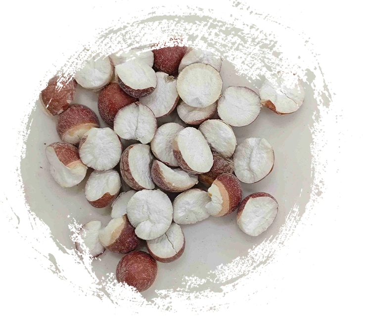 Euryale Samen (Qiànshí)