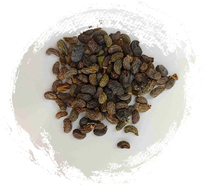 Ligustrum Frucht (Nǚzhēnzǐ)