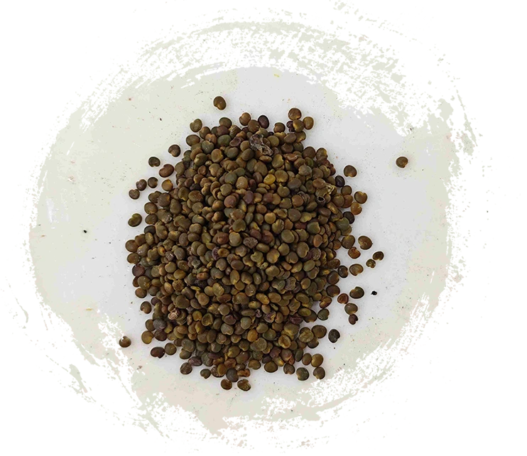 Astragalus Samen (Shāyuànzǐ)