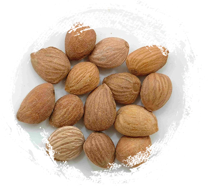 Pfirsichkern (Táorén)