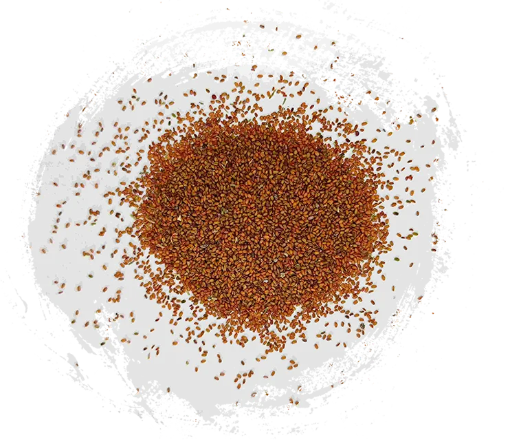 Coltsfoot Samen (tínglìzǐ)