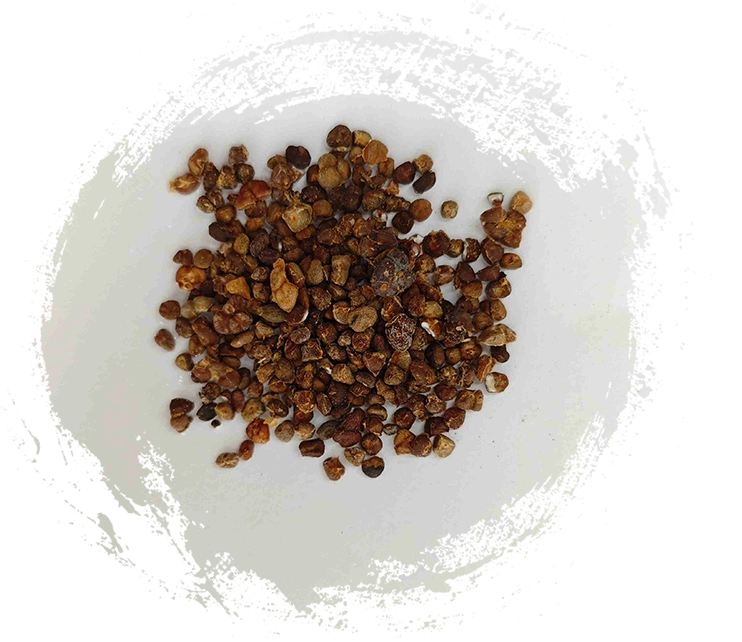 Chinesischer Ingwer Lily (Yìzhì)