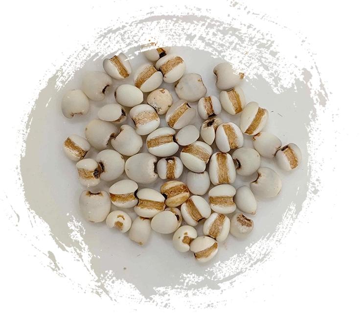 Coix -Samen (yìyǐrén)