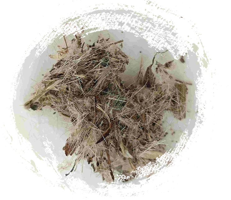 Große Distel (Dàjì)