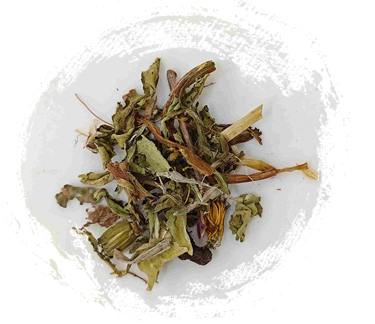 Löwenzahn (Púgōngyīng)