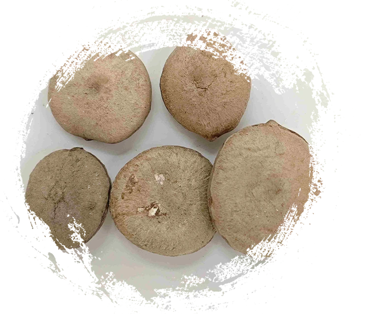 Pflanzliche TCM-Rezeptur: So unterscheiden Sie Rhizome, Samen, Blüten und Algen